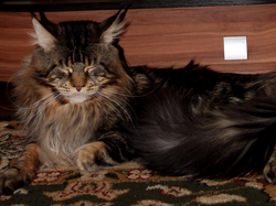 SIBERIAN WINTER COLOR