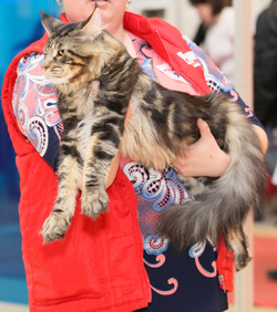 SIBERIAN WINTER COLOR