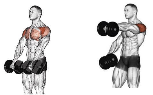 Elevação_frontal_unilateral_com_halter