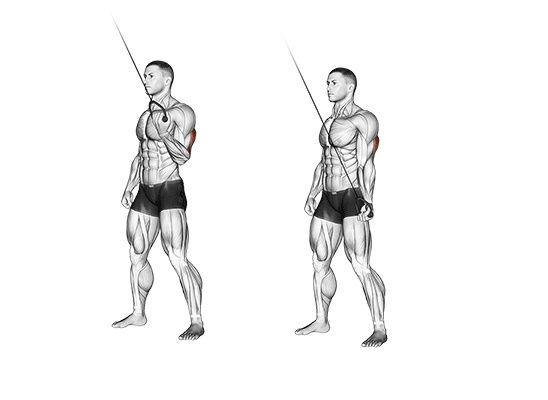 Triceps pulley unilateral.jpg