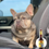 Thumbnail: Andrew -French Bulldog  (1238)