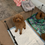 Thumbnail: Sophia toy poodle (1176)