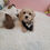 Thumbnail: Tim -Maltipoo (1423)