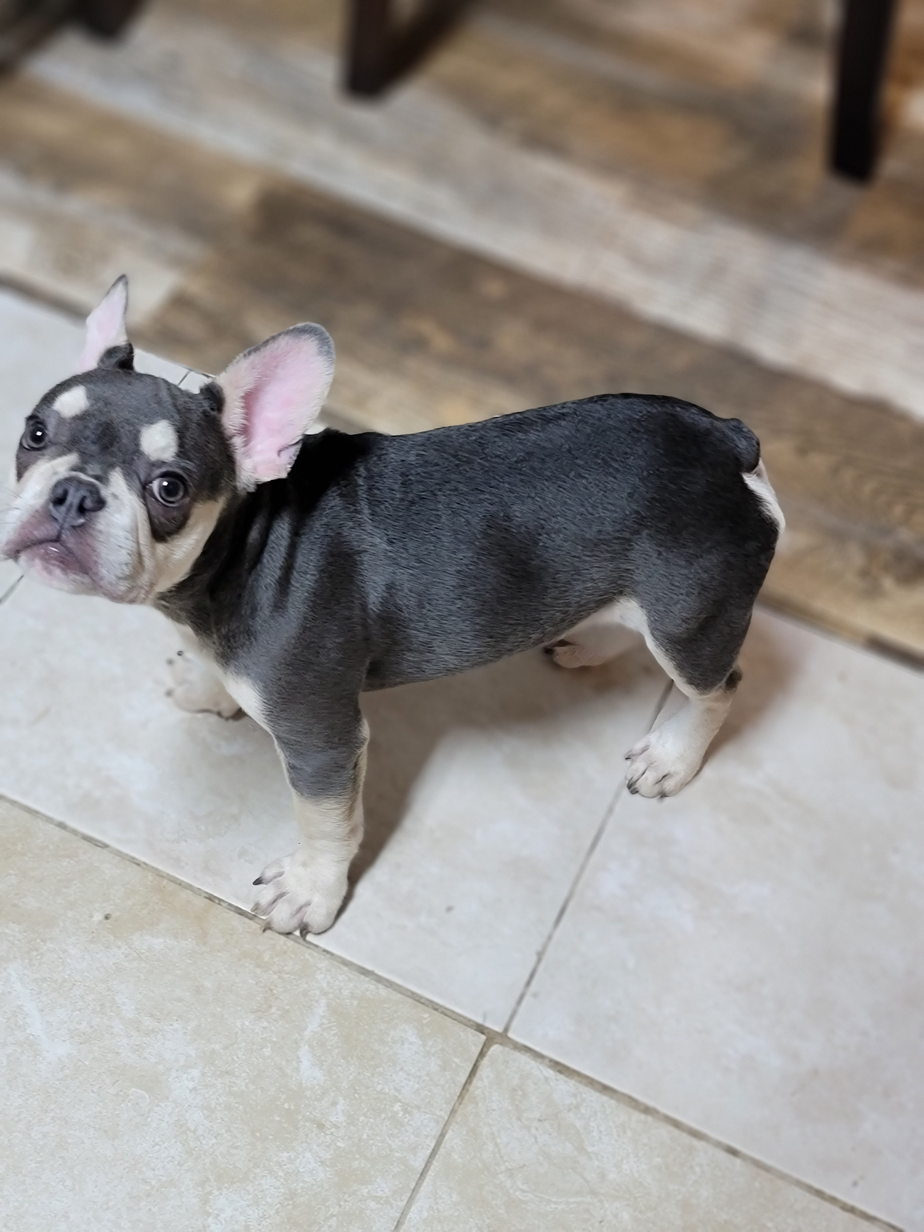Lion -French Bulldog (1166)