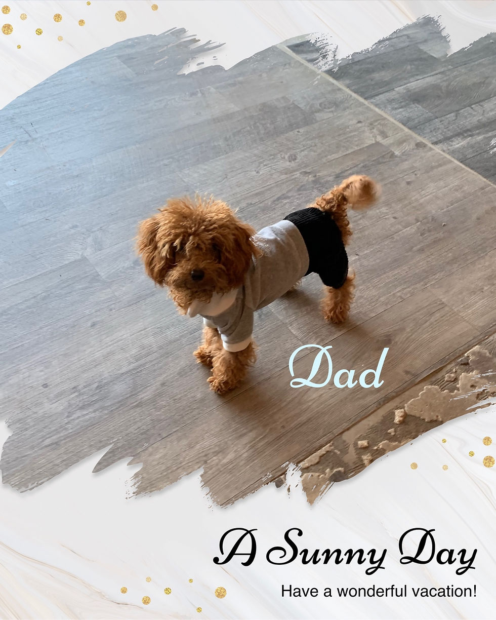Thumbnail: Cookie-Maltipoo (1336)