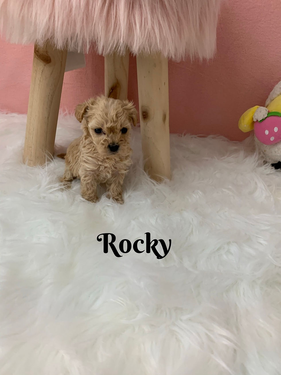Thumbnail: Rocky-Maltipoo (1099)