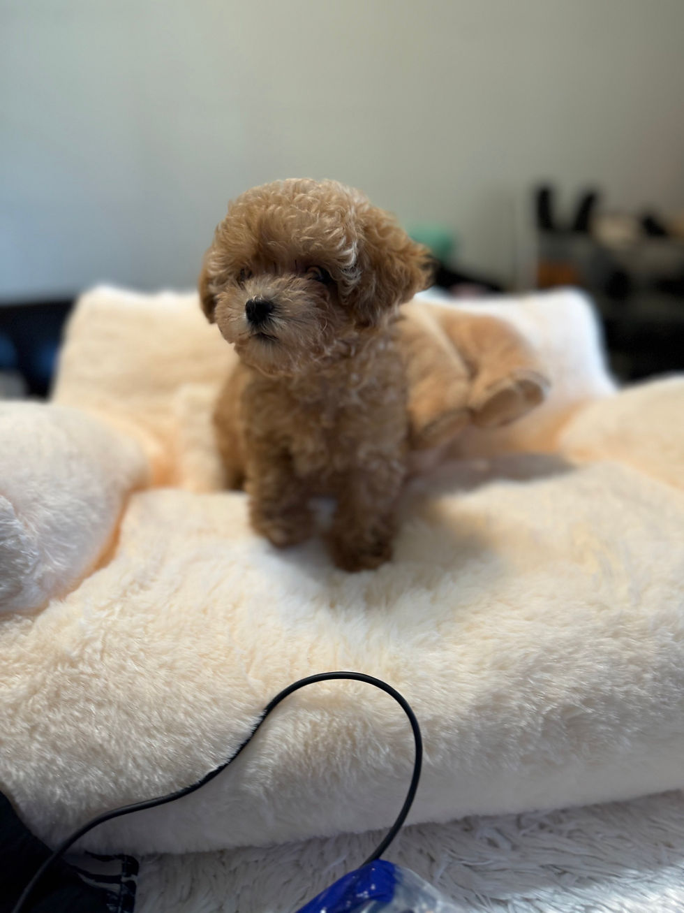 Thumbnail: Cinnamon --Maltipoo (1044)