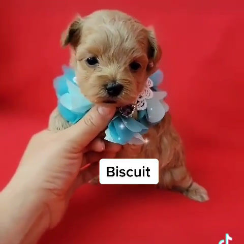 Thumbnail: Biscuit -Maltipoo (1268)
