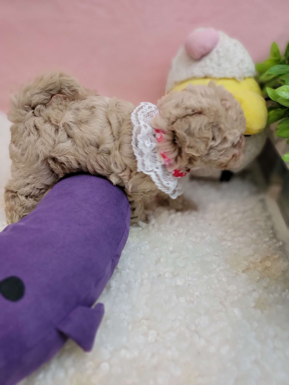Thumbnail: Joy -Maltipoo (1413)