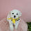 Thumbnail: Cookie-Maltipoo (1433)