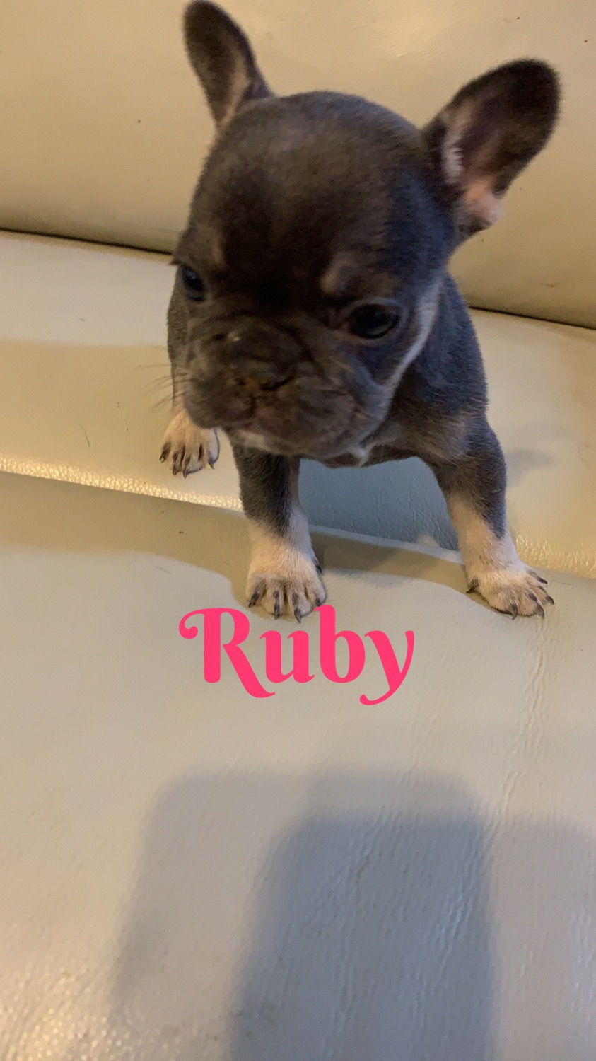 Thumbnail: Ruby-French Bulldog (1168)