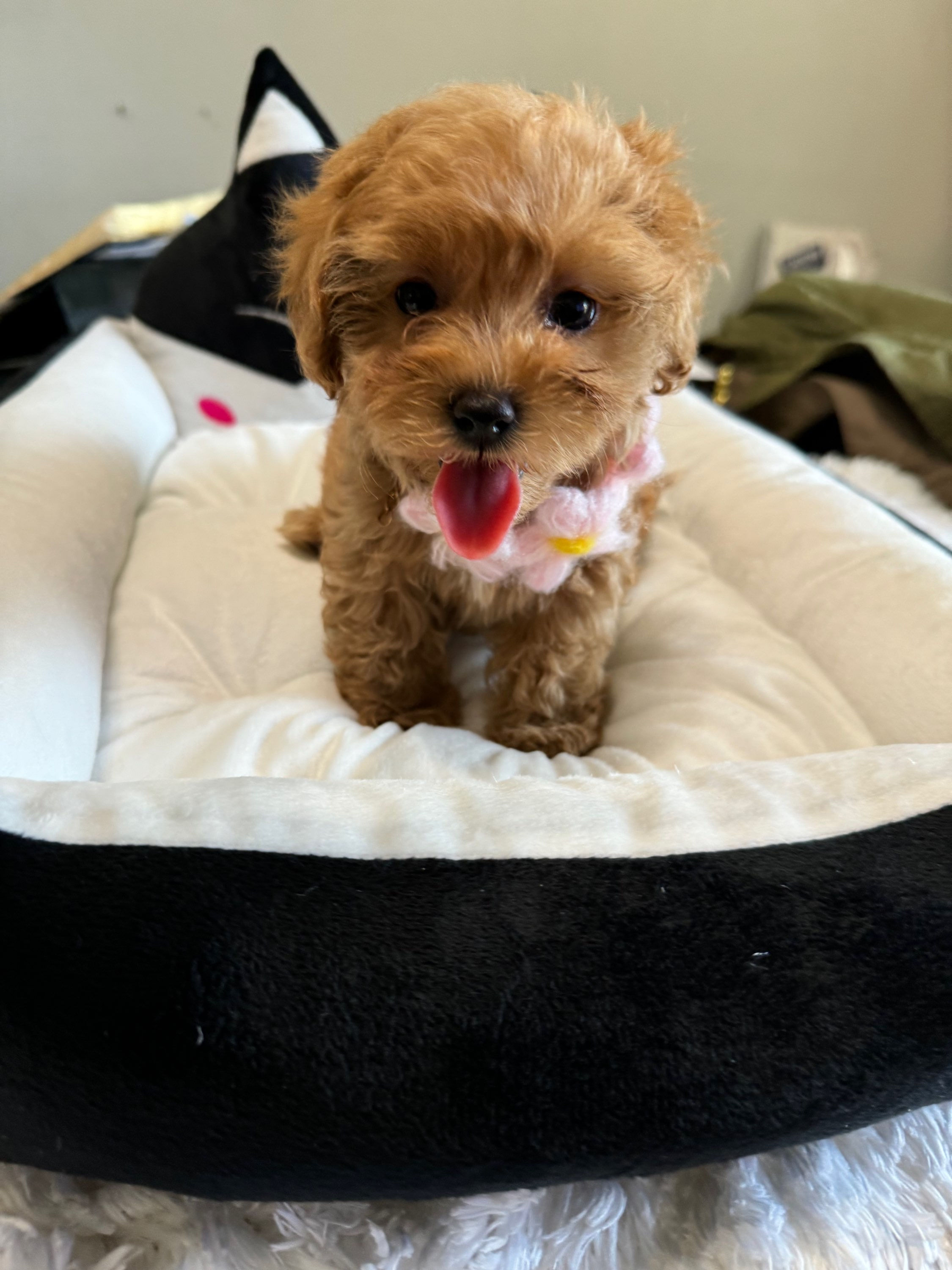 Coconut-Maltipoo  (1016)