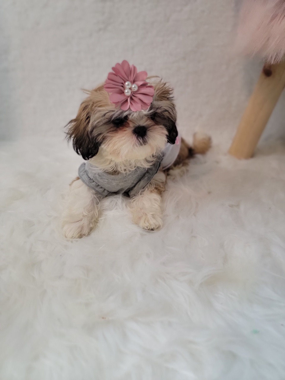Thumbnail: Nana-Shihtzu(1201)