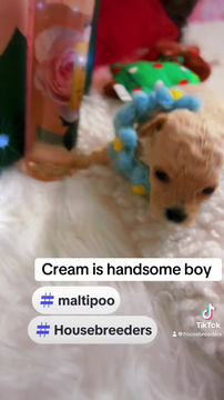 Thumbnail: Cream  - maltipoo (1074)
