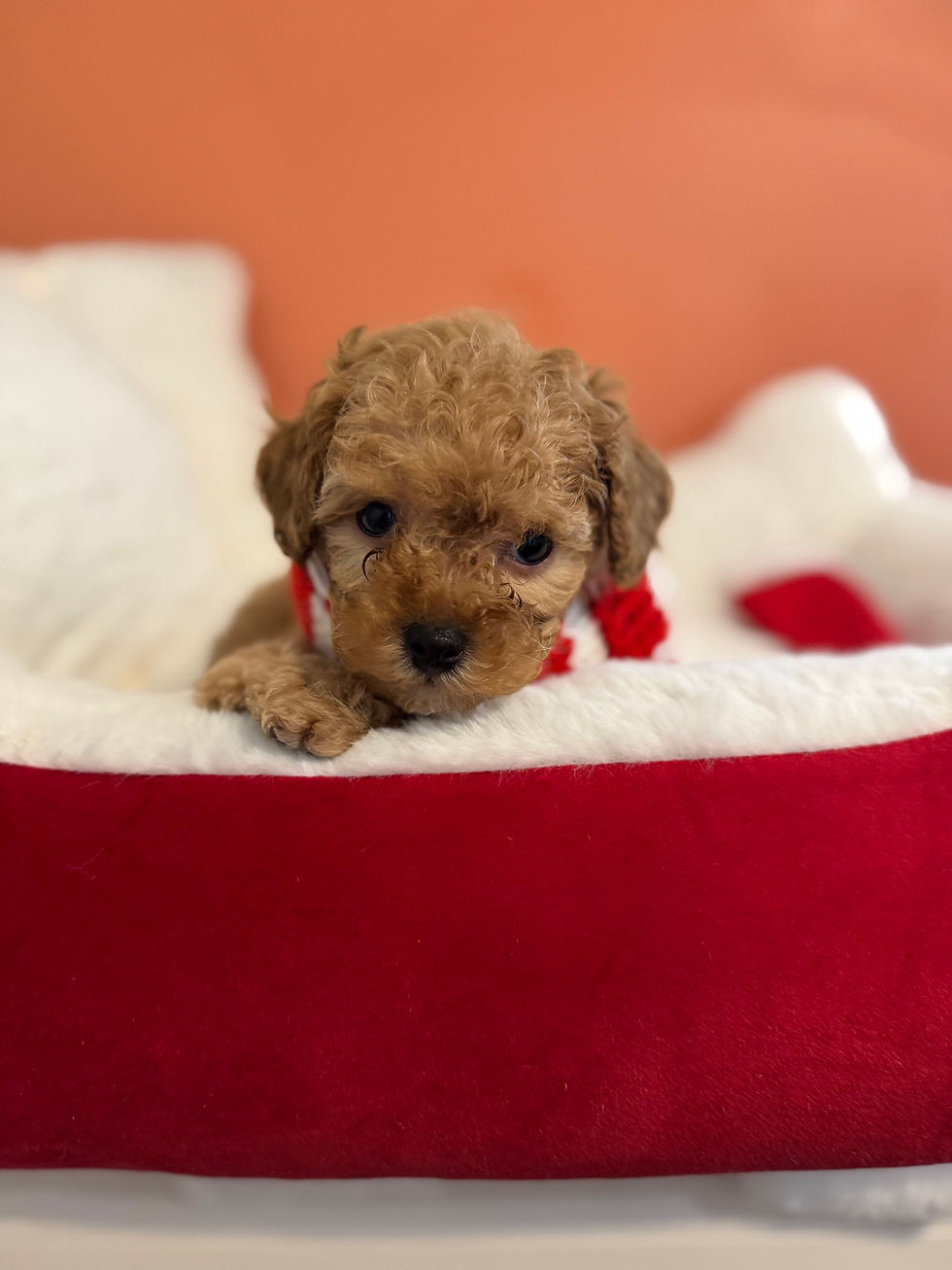 Thumbnail: Brownie - maltipoo (1076)