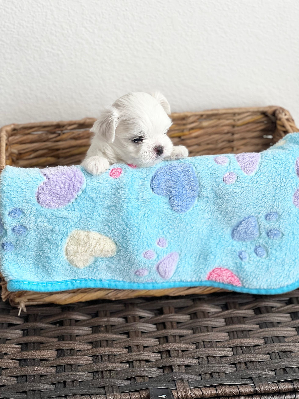 Thumbnail: Terry -Maltese (1012)