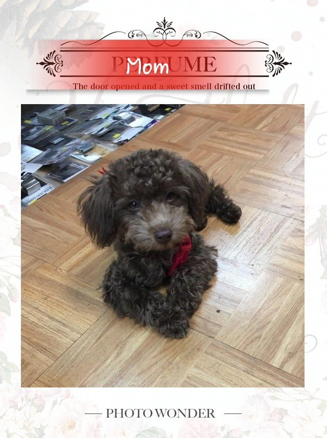 Thumbnail: AKC Oliver -Toy Poodle (1324)