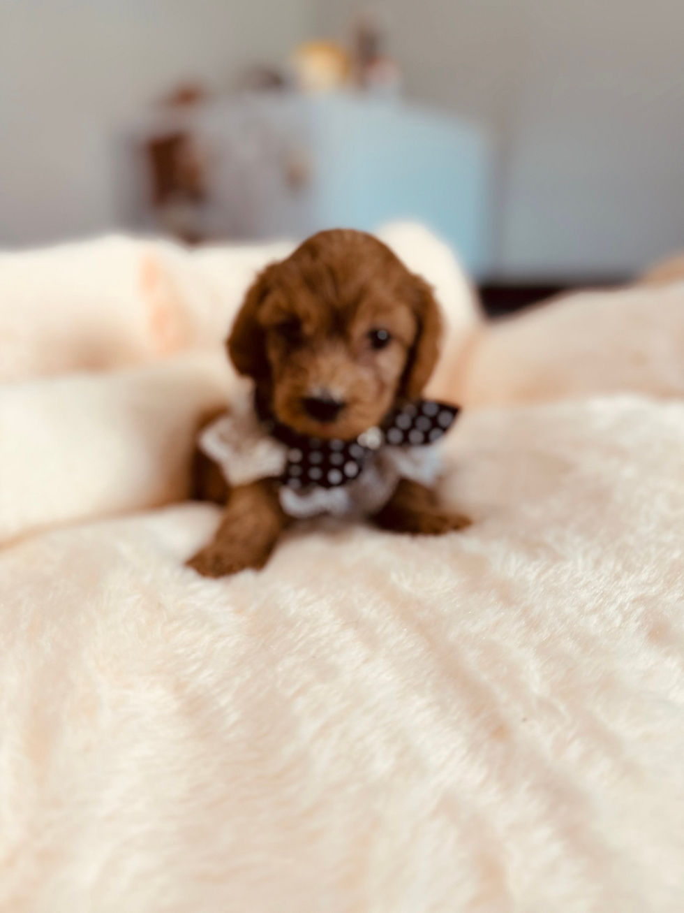 Thumbnail: Ace-Maltipoo (1051)