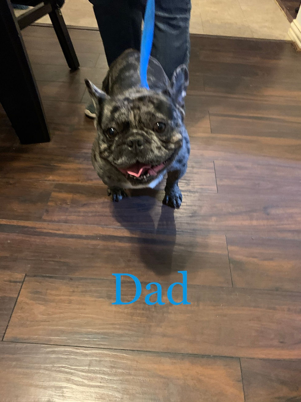 Thumbnail: Danbi- Freanch-bulldog (1160)