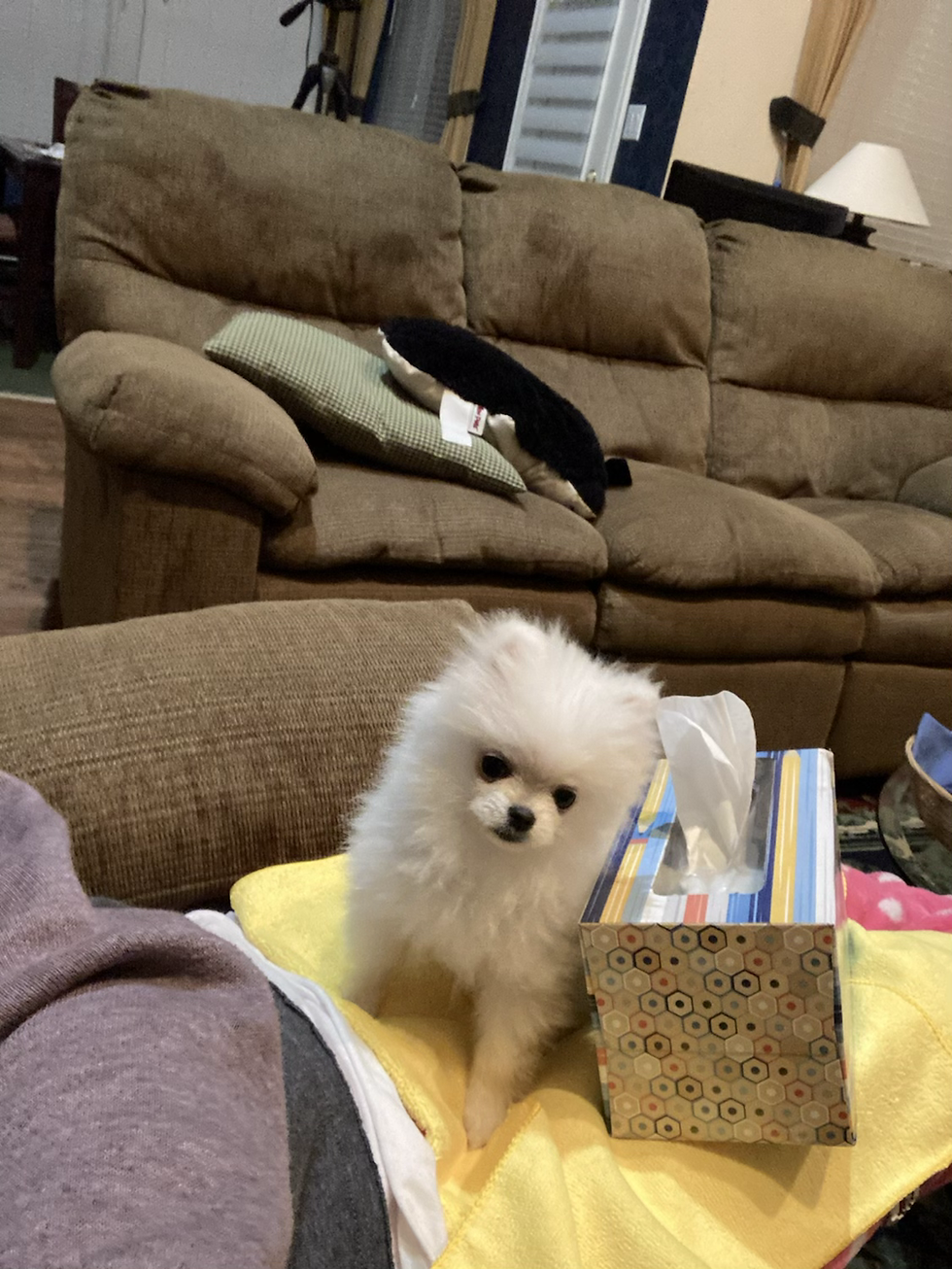 Thumbnail: Candy-Pomeranian (1090)