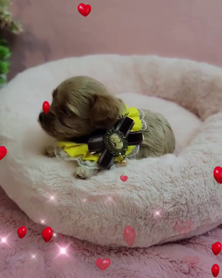 Thumbnail: Gucci-Maltipoo (1335)