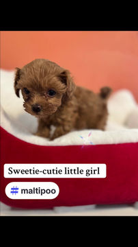 Thumbnail: Sweetie - Maltipoo (1066)