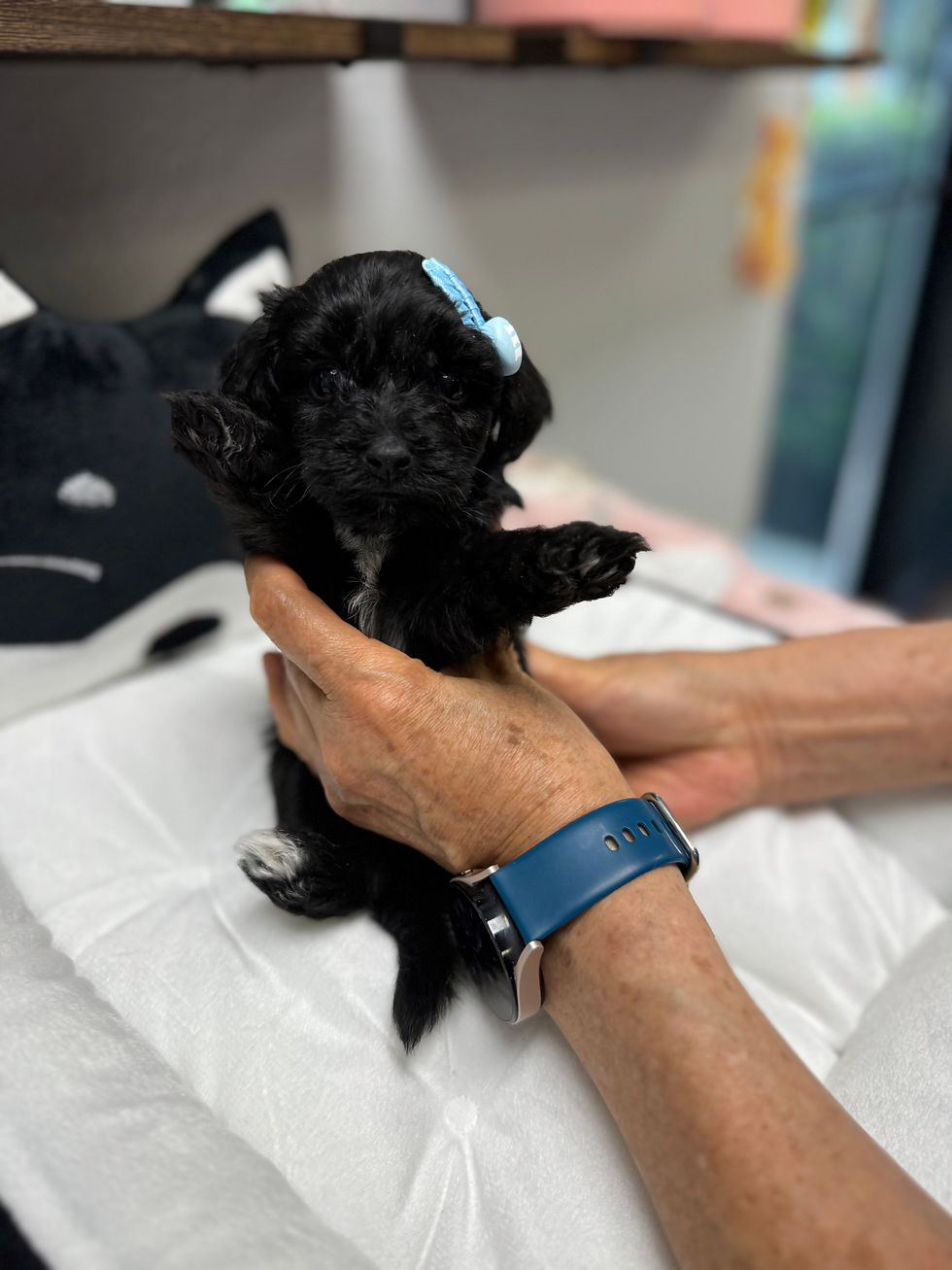 Thumbnail: Berry  -Maltipoo (1059)
