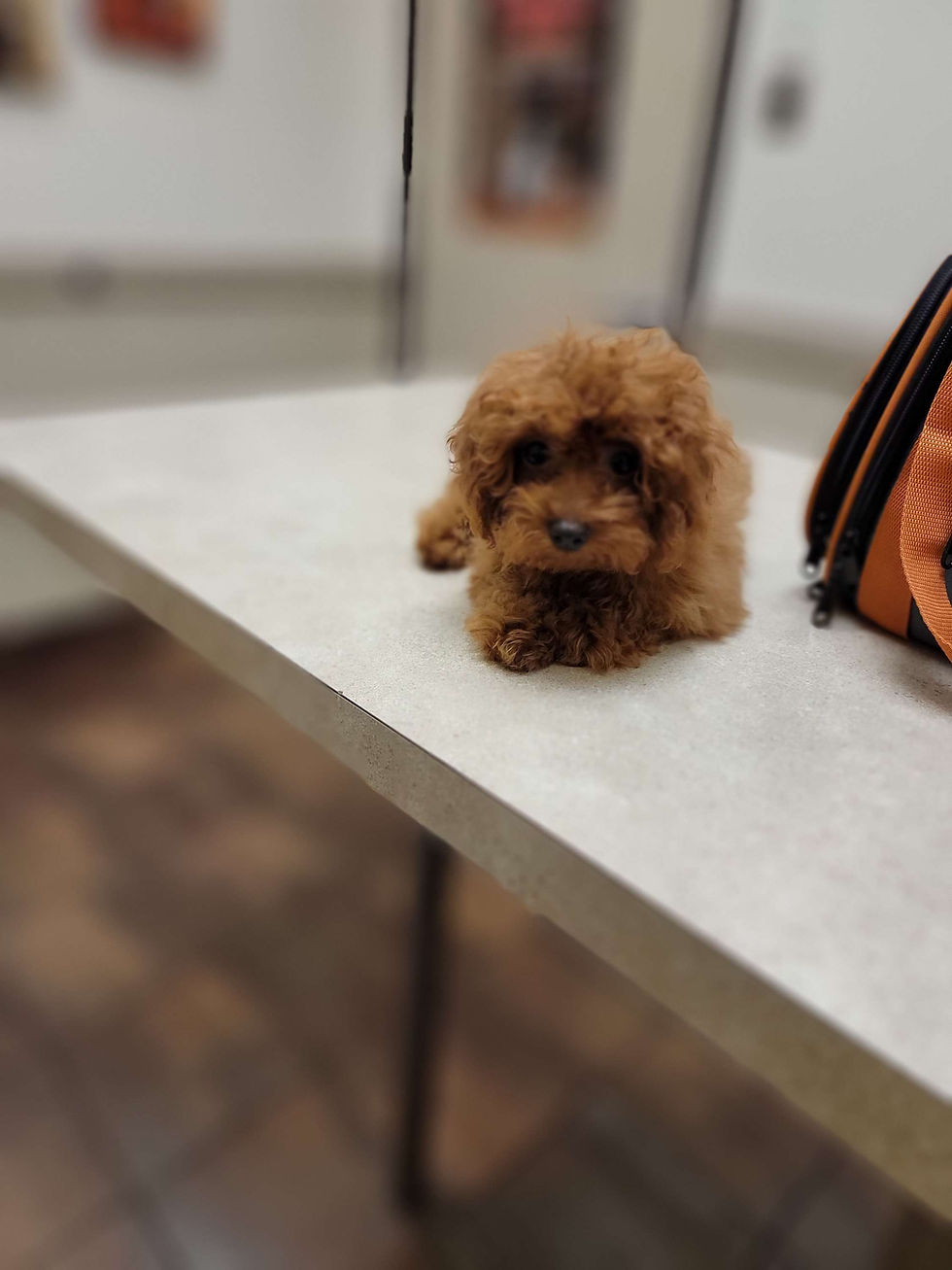 Thumbnail: Benji -tiny   poodle (1390)
