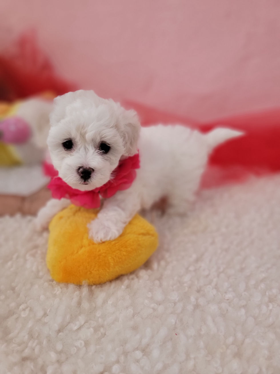 Thumbnail: Bella-Maltipoo F1b (1358)