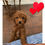 Thumbnail: AKC Sam-Toy Poodle(1135)