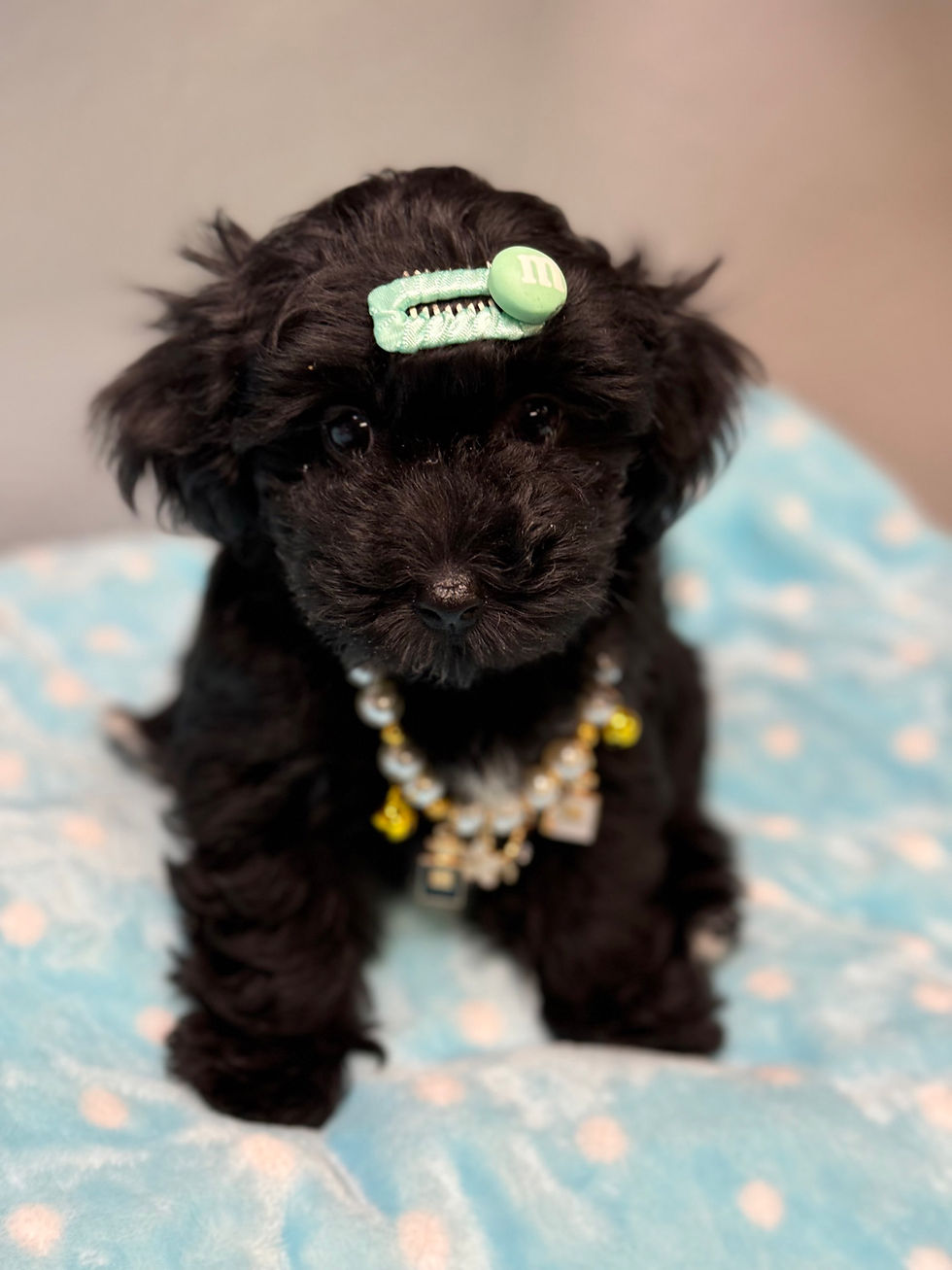 Thumbnail: Berry  -Maltipoo (1059)
