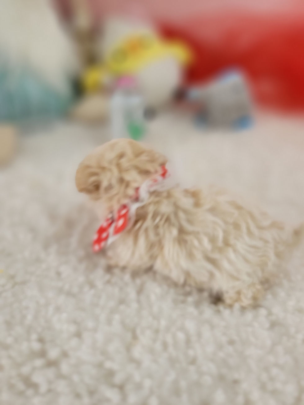 Thumbnail: Miracle -Maltipoo(1373)