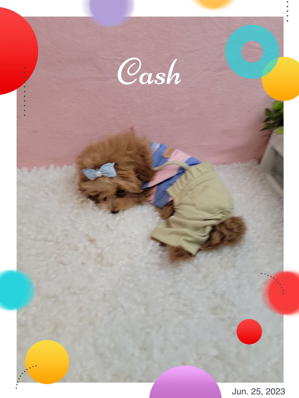 Thumbnail: Cash -Maltipoo F1b(1406)