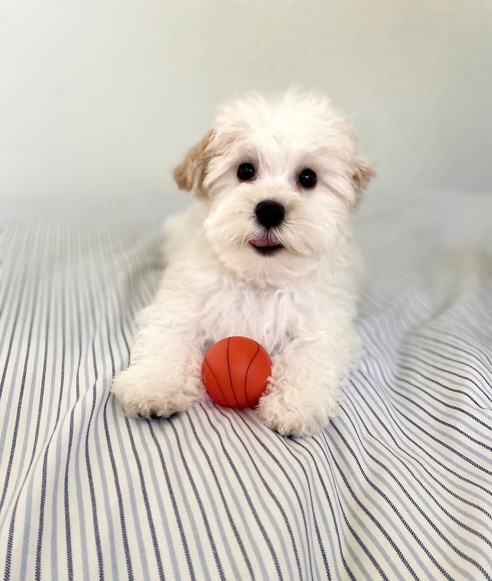 Thumbnail: Rex-Maltipoo(1022)