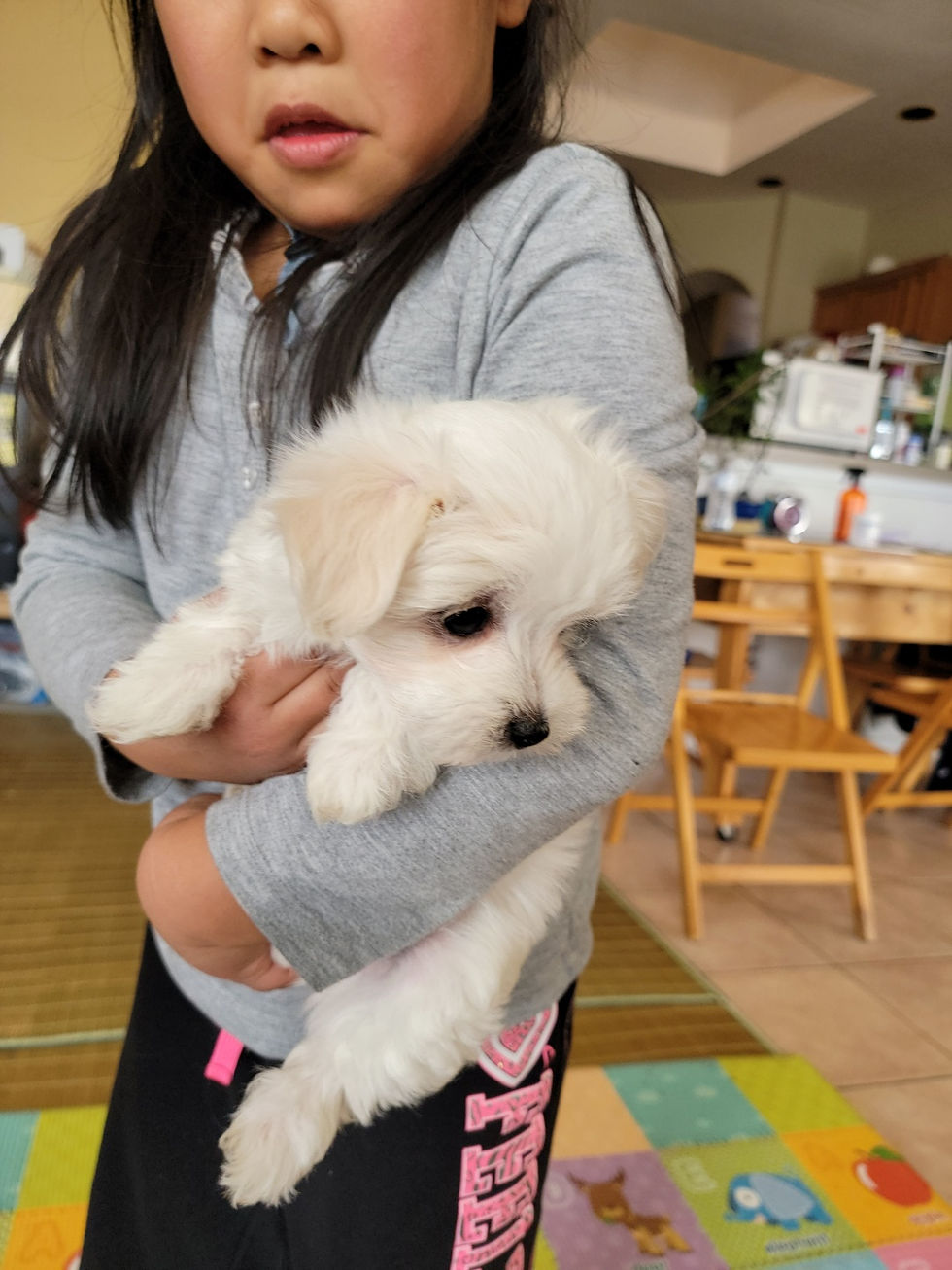 Thumbnail: Snow -Maltese (1249)