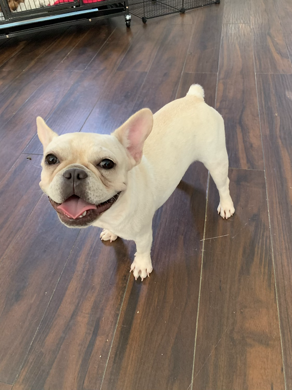 Thumbnail: Daisy -French Bulldog (1173)