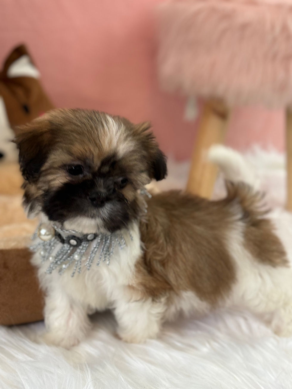 Thumbnail: Oreo - Shihtzu(1461)
