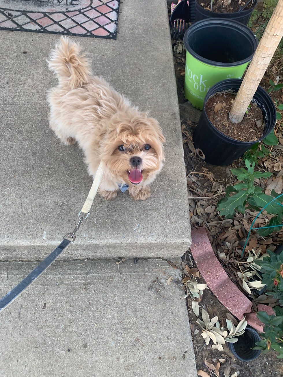 Thumbnail: Andy -Maltipoo (1409)