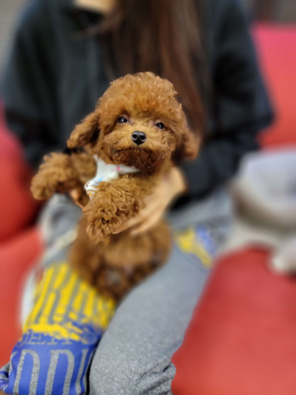 Thumbnail: Coco- poodle  (1450)