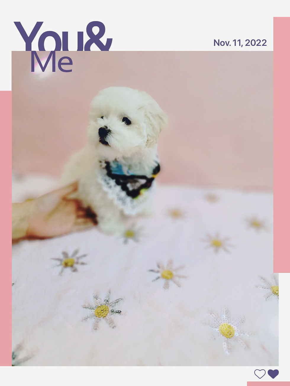 Thumbnail: Capone Maltipoo F1b (1362)