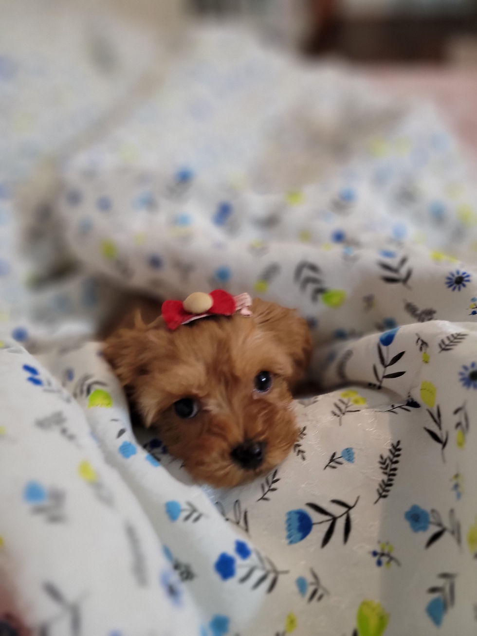 Thumbnail: Cici-Maltipoo (1334)