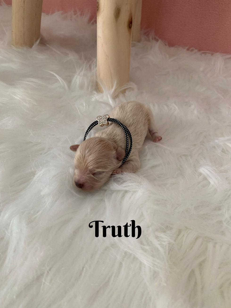 Thumbnail: Truth-Maltipoo (1101)