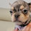 Thumbnail: Enzo-French Bulldog  (1237)