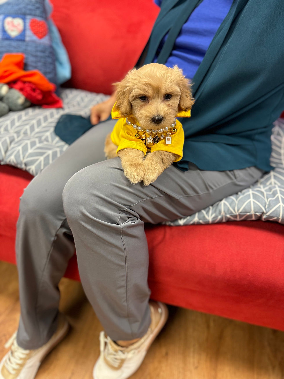 Thumbnail: Potato -Maltipoo (1053)