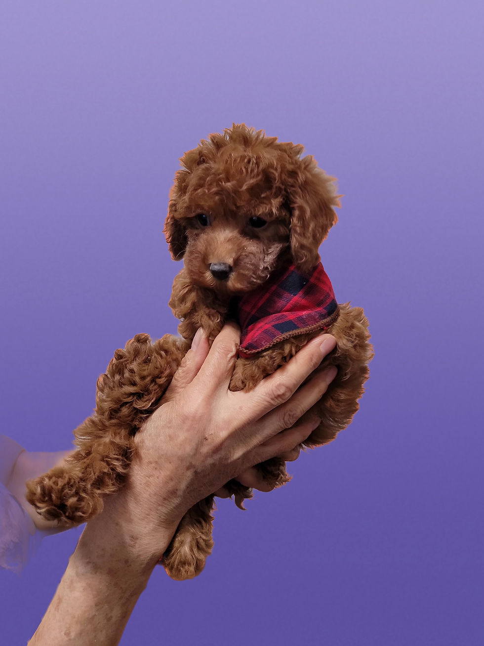 Thumbnail: Toto-Maltipoo (1351)