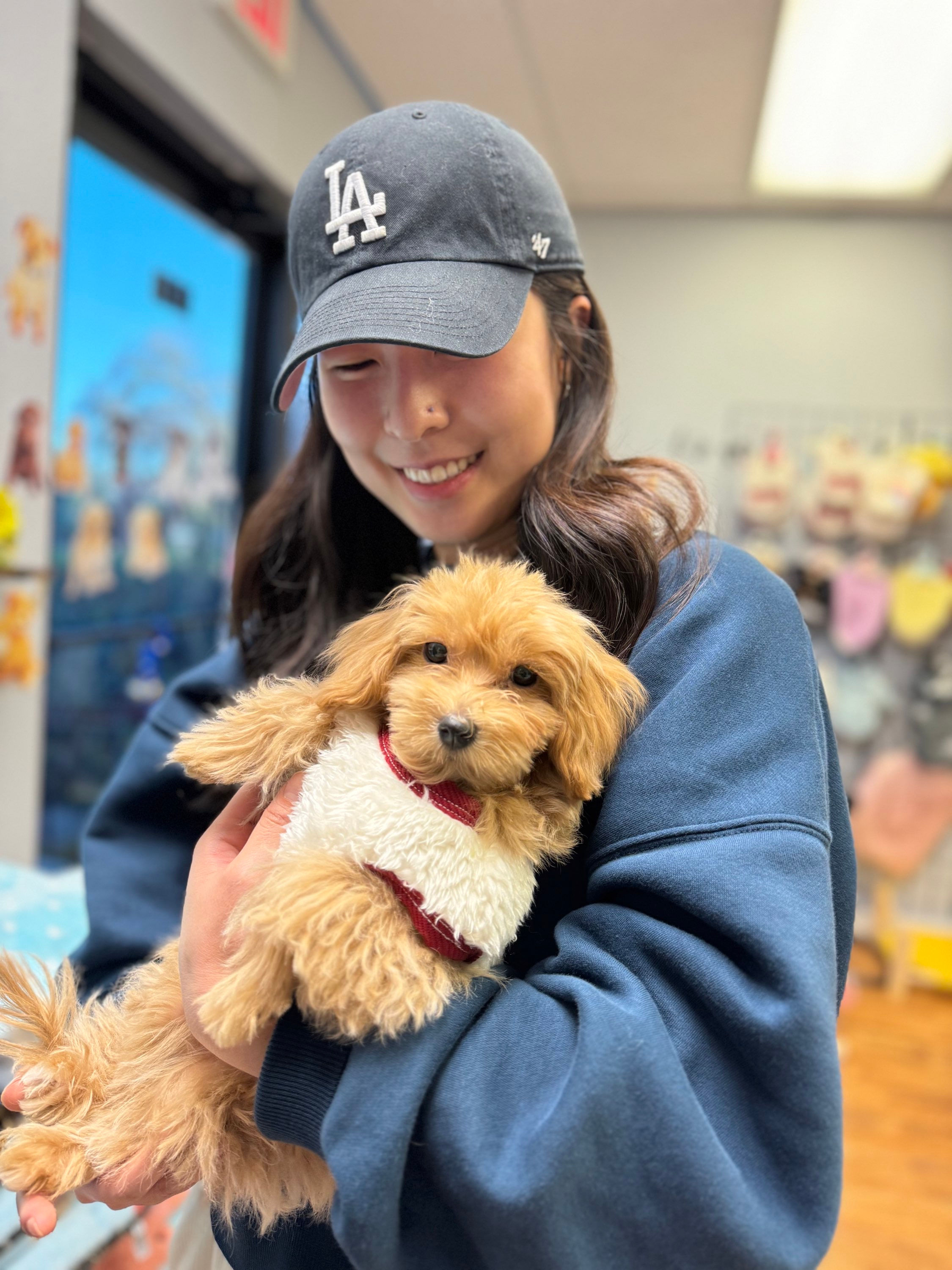 Sarah -Maltipoo (1052)