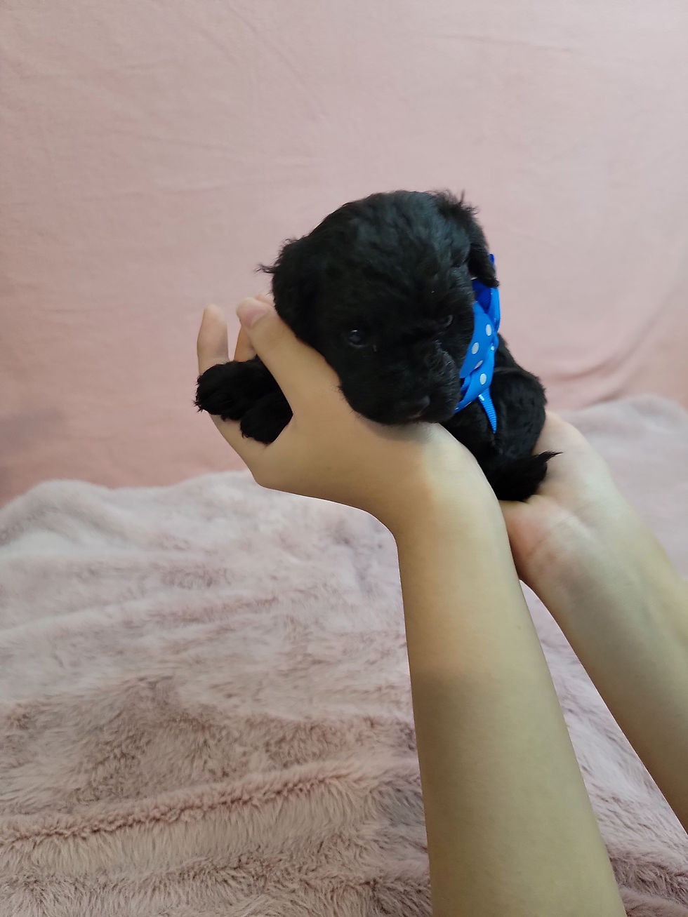 Thumbnail: AKC Cooper-Toy Poodle (1323)