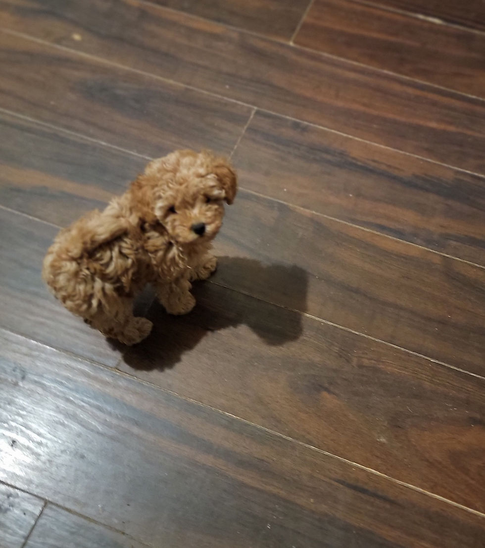 Thumbnail: Biscuit -toy poodle (1272)