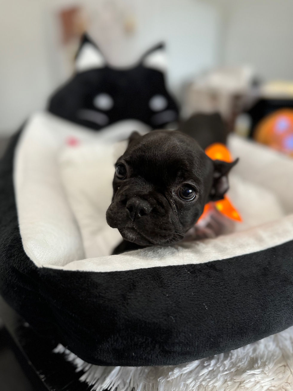 Thumbnail: Bliss -French Bulldog (1039)