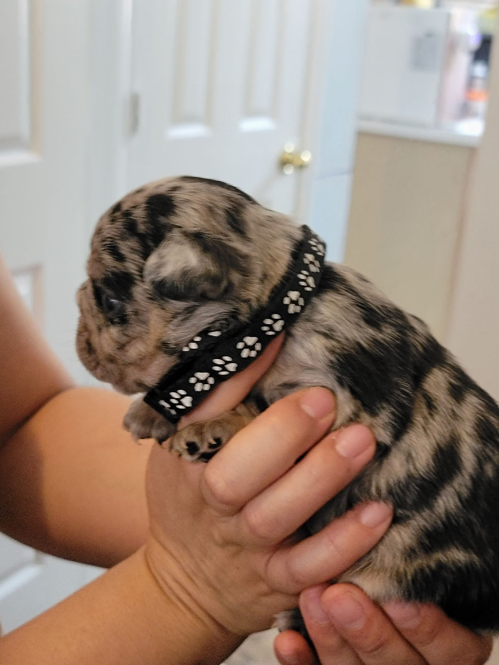 Thumbnail: Frank -French Bulldog (1285)